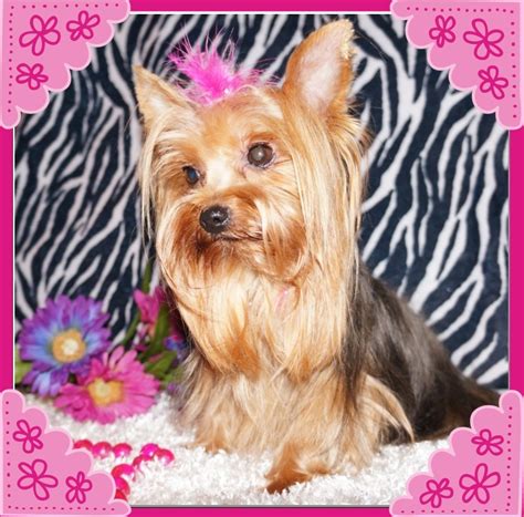 Yorkshire Terrier, West Virginia Charleston 5 Yorkshire Terrier Puppies For X-Mass Text (xxx) xxx-xxx7 Livestock I am looking for good homes for my 5 beautiful Yorkshire terrier puppies to leave on or a 501 views8 year ago We specialize in tiny toy Yorkshire terriers and at times have teacup yorkies for sale Yorkshire. . Mystic dream yorkies